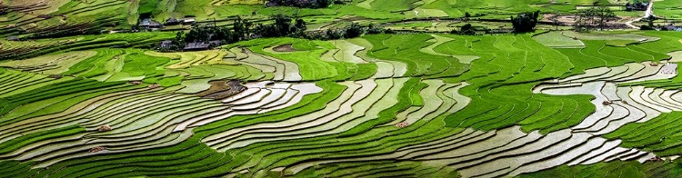 Picture of VIETNAM -RICE PADDIES IN THE HIGHLANDS OF SAPA