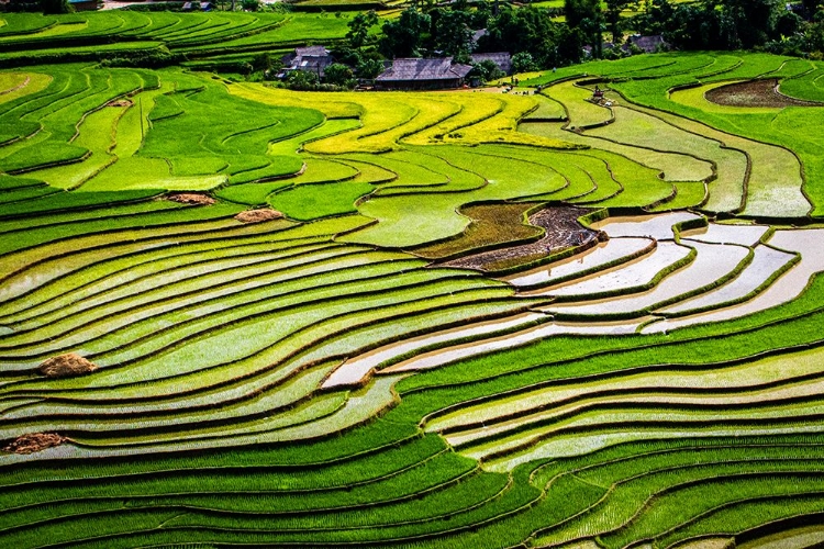 Picture of VIETNAM -RICE PADDIES IN THE HIGHLANDS OF SAPA