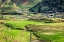 Picture of VIETNAM -RICE PADDIES IN THE HIGHLANDS OF SAPA