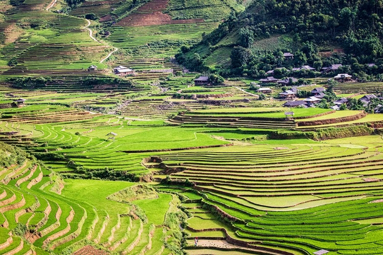 Picture of VIETNAM -RICE PADDIES IN THE HIGHLANDS OF SAPA