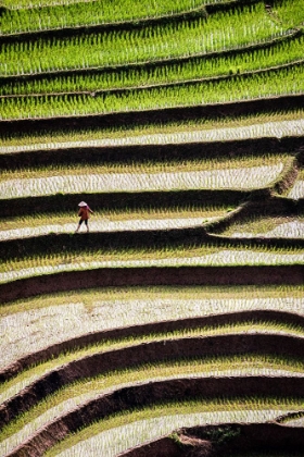 Picture of VIETNAM -RICE PADDIES IN THE HIGHLANDS OF SAPA