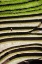 Picture of VIETNAM -RICE PADDIES IN THE HIGHLANDS OF SAPA