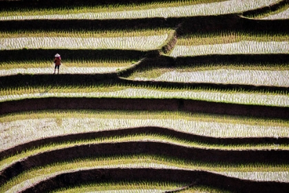 Picture of VIETNAM -RICE PADDIES IN THE HIGHLANDS OF SAPA