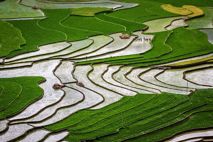 Picture of VIETNAM -RICE PADDIES IN THE HIGHLANDS OF SAPA