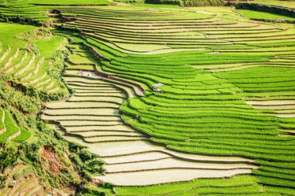 Picture of VIETNAM -RICE PADDIES IN THE HIGHLANDS OF SAPA