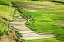 Picture of VIETNAM -RICE PADDIES IN THE HIGHLANDS OF SAPA