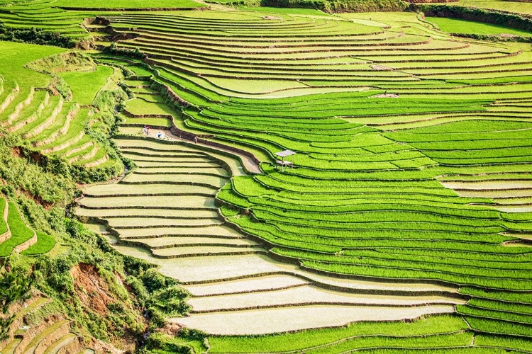 Picture of VIETNAM -RICE PADDIES IN THE HIGHLANDS OF SAPA