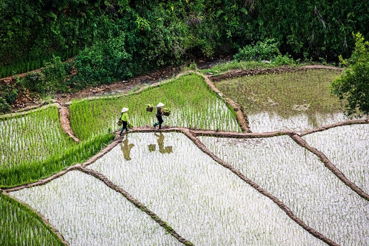 Picture of VIETNAM -RICE PADDIES IN THE HIGHLANDS OF SAPA