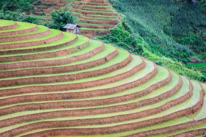 Picture of VIETNAM -RICE PADDIES IN THE HIGHLANDS OF SAPA