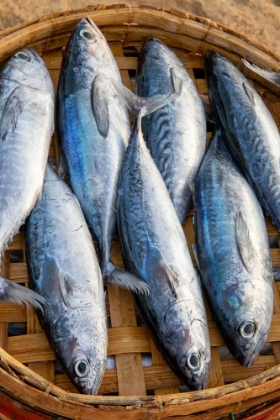 Picture of VIETNAM-MACKERELS FROM THE NIGHTS CATCH ON THE BEACH AT HOI AN