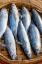 Picture of VIETNAM-MACKERELS FROM THE NIGHTS CATCH ON THE BEACH AT HOI AN