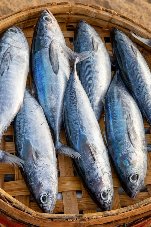 Picture of VIETNAM-MACKERELS FROM THE NIGHTS CATCH ON THE BEACH AT HOI AN