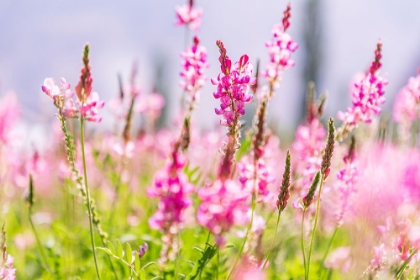 Picture of SARYTAG-SUGHD PROVINCE-TAJIKISTAN FIELD OF PINK WILDFLOWERS IN SUNSHINE