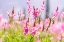 Picture of SARYTAG-SUGHD PROVINCE-TAJIKISTAN FIELD OF PINK WILDFLOWERS IN SUNSHINE