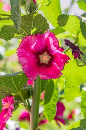 Picture of SARYTAG-SUGHD PROVINCE-TAJIKISTAN HOLLYHOCK BLOSSOMS IN THE MOUNTAINS OF TAJIKISTAN
