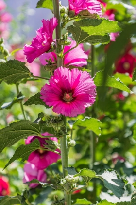 Picture of SARYTAG-SUGHD PROVINCE-TAJIKISTAN HOLLYHOCK BLOSSOMS IN THE MOUNTAINS OF TAJIKISTAN