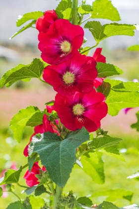 Picture of SARYTAG-SUGHD PROVINCE-TAJIKISTAN HOLLYHOCK BLOSSOMS IN THE MOUNTAINS OF TAJIKISTAN