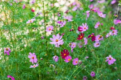 Picture of HAFT KUL-SUGHD PROVINCE-TAJIKISTAN PURPLE DAISIES IN THE MOUNTAINS OF TAJIKISTAN