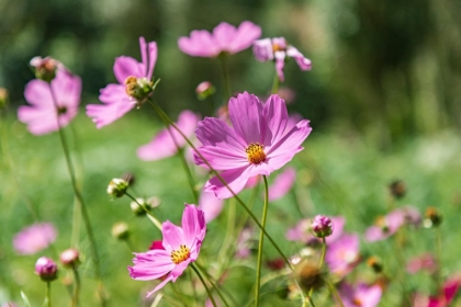 Picture of HAFT KUL-SUGHD PROVINCE-TAJIKISTAN PURPLE DAISIES IN THE MOUNTAINS OF TAJIKISTAN