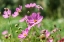Picture of HAFT KUL-SUGHD PROVINCE-TAJIKISTAN PURPLE DAISIES IN THE MOUNTAINS OF TAJIKISTAN
