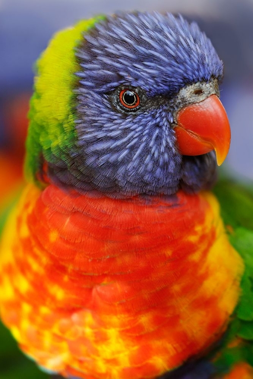 Picture of RAINBOW LORIKEET-NATIVE TO AUSTRALIA