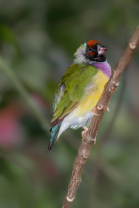 Picture of LADY GOULDIAN FINCH-AUSTRALIA