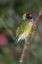 Picture of LADY GOULDIAN FINCH-AUSTRALIA