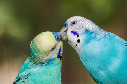 Picture of COMMON PARAKEETS OR SHELL PARAKEET KISSING