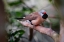 Picture of SHAFT-TAIL FINCH-NATIVE TO AUSTRALIA