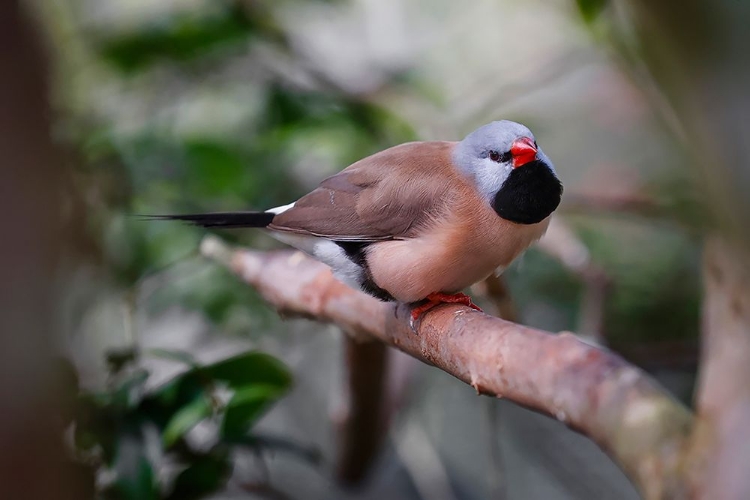 Picture of SHAFT-TAIL FINCH-NATIVE TO AUSTRALIA
