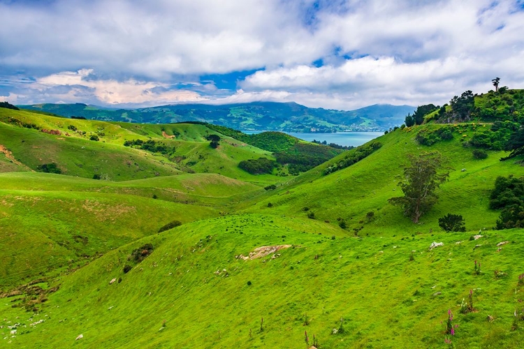 Picture of ROLLING FARMLAND ON THE OTAGO PENINSULA-DUNEDIN-OTAGO-SOUTH ISLAND-NEW ZEALAND