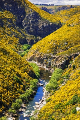 Picture of DUNEDIN RAILWAYS TOUR OF THE TAIERI GORGE-OTAGO-SOUTH ISLAND-NEW ZEALAND