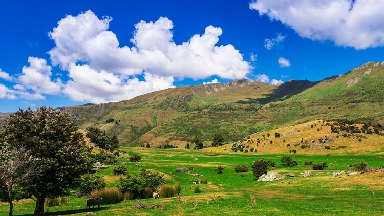 Picture of SHEEP RANCH ON THE SHORE OF LAKE WANAKA-OTAGO-SOUTH ISLAND-NEW ZEALAND