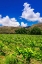 Picture of WINE GRAPES AT RIPPON VINEYARD ON THE SHORE OF LAKE WANAKA-OTAGO-SOUTH ISLAND-NEW ZEALAND