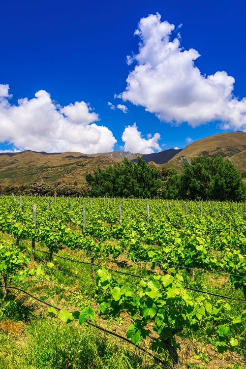 Picture of WINE GRAPES AT RIPPON VINEYARD ON THE SHORE OF LAKE WANAKA-OTAGO-SOUTH ISLAND-NEW ZEALAND