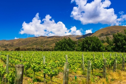 Picture of WINE GRAPES AT RIPPON VINEYARD ON THE SHORE OF LAKE WANAKA-OTAGO-SOUTH ISLAND-NEW ZEALAND