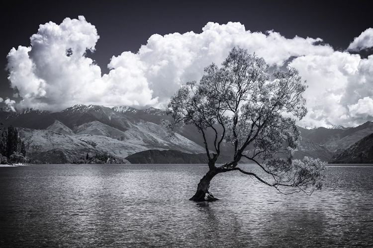 Picture of THE WANAKA TREE-LAKE WANAKA-OTAGO-SOUTH ISLAND-NEW ZEALAND