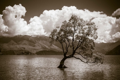 Picture of THE WANAKA TREE-LAKE WANAKA-OTAGO-SOUTH ISLAND-NEW ZEALAND