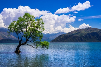 Picture of THE WANAKA TREE-LAKE WANAKA-OTAGO-SOUTH ISLAND-NEW ZEALAND