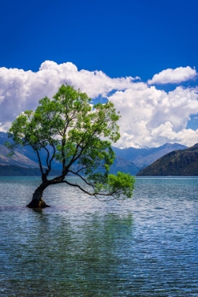 Picture of THE WANAKA TREE-LAKE WANAKA-OTAGO-SOUTH ISLAND-NEW ZEALAND