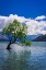 Picture of THE WANAKA TREE-LAKE WANAKA-OTAGO-SOUTH ISLAND-NEW ZEALAND