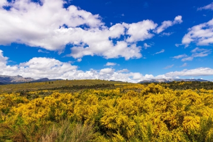 Picture of WILDFLOWERS ON ROLLING HILLS ABOVE LAKE TE ANAU-SOUTH ISLAND-NEW ZEALAND