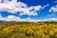 Picture of WILDFLOWERS ON ROLLING HILLS ABOVE LAKE TE ANAU-SOUTH ISLAND-NEW ZEALAND