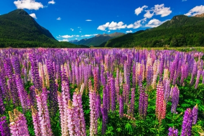 Picture of SPRING LUPINE IN EGLINTON VALLEY-FIORDLAND NATIONAL PARK-SOUTH ISLAND-NEW ZEALAND