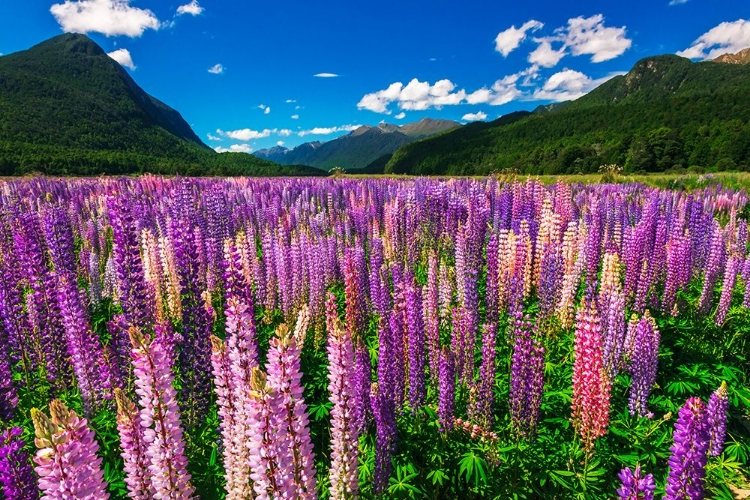 Picture of SPRING LUPINE IN EGLINTON VALLEY-FIORDLAND NATIONAL PARK-SOUTH ISLAND-NEW ZEALAND