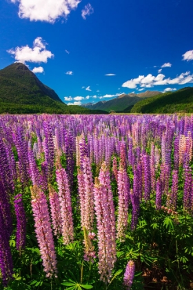 Picture of SPRING LUPINE IN EGLINTON VALLEY-FIORDLAND NATIONAL PARK-SOUTH ISLAND-NEW ZEALAND