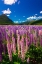 Picture of SPRING LUPINE IN EGLINTON VALLEY-FIORDLAND NATIONAL PARK-SOUTH ISLAND-NEW ZEALAND