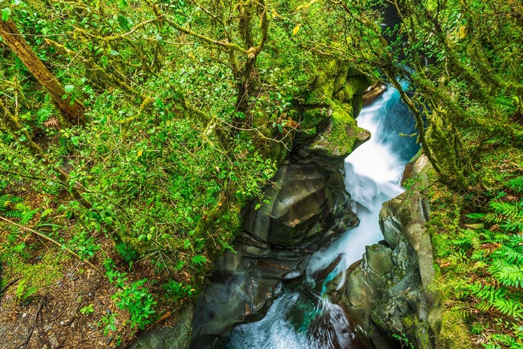 Picture of THE CHASM-FIORDLAND NATIONAL PARK-SOUTH ISLAND-NEW ZEALAND