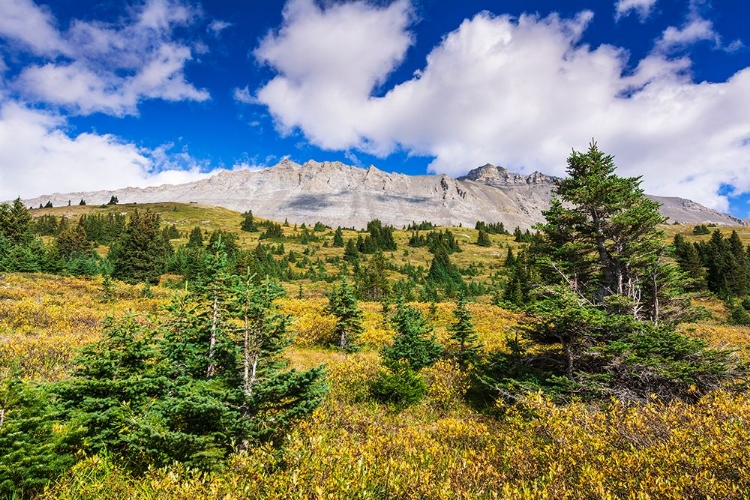 Picture of NIGEL PEAK FROM WILCOX RIDGE-COLUMBIA ICEFIELDS-JASPER NATIONAL PARK-ALBERTA-CANADA