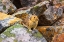 Picture of AMERICAN PIKA-OCHOTONA PRINCEPS-JASPER NATIONAL PARK-ALBERTA-CANADA